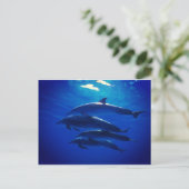 Carte postale Dolphin (Debout devant)