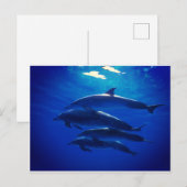 Carte postale Dolphin (Devant / Derrière)