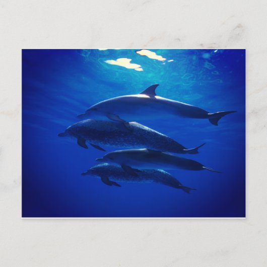Carte postale Dolphin (Devant)