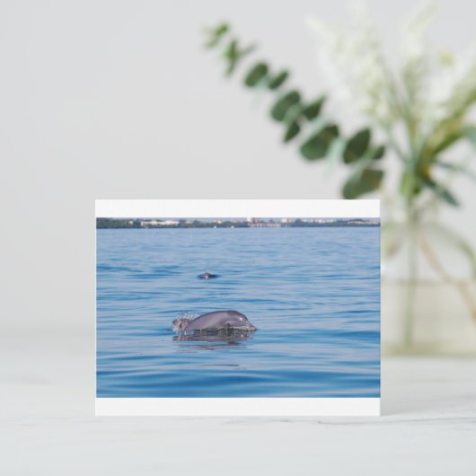 Carte postale Dolphin (Debout devant)