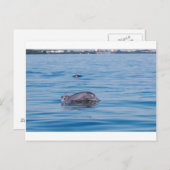 Carte postale Dolphin (Devant / Derrière)