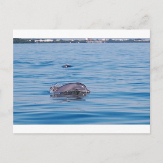 Carte postale Dolphin (Devant)