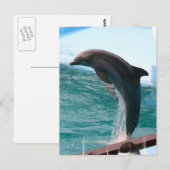 Carte postale Dolphin (Devant / Derrière)