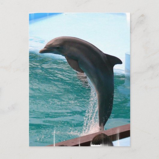 Carte postale Dolphin (Devant)
