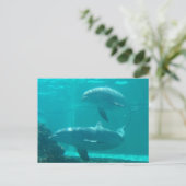 Carte postale Dolphin (Debout devant)