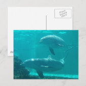 Carte postale Dolphin (Devant / Derrière)