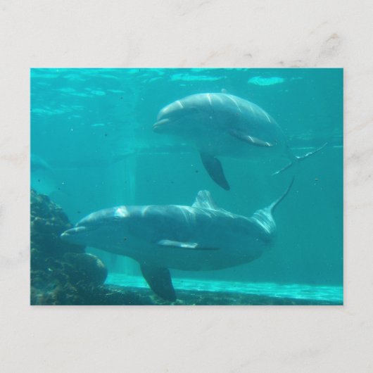 Carte postale Dolphin (Devant)