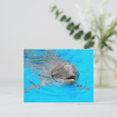 Carte postale Dolphin (Debout devant)
