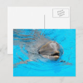 Carte postale Dolphin (Devant / Derrière)