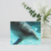 Carte postale Dolphin commune (Debout devant)