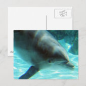 Carte postale Dolphin commune (Devant / Derrière)