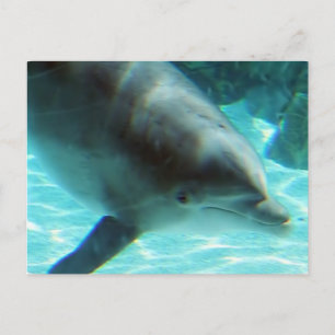Carte postale Dolphin commune