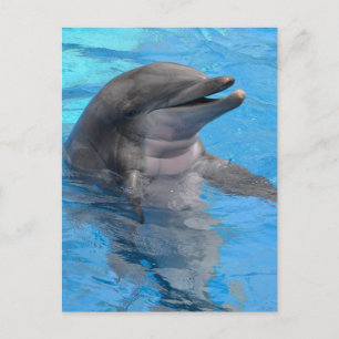 Carte Postale Dolphin de Floride