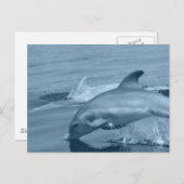 Carte postale Dolphin de plongée (Devant / Derrière)