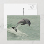 Carte postale Dolphin personnalisable (Devant / Derrière)