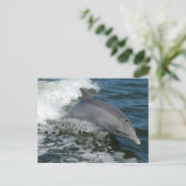 Carte postale Dolphin sauvage (Debout devant)