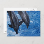 Carte postale Dolphin Show (Devant / Derrière)
