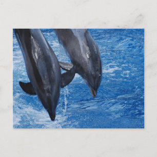 Carte postale Dolphin Show
