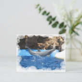 Carte postale Dolphin Tricks (Debout devant)