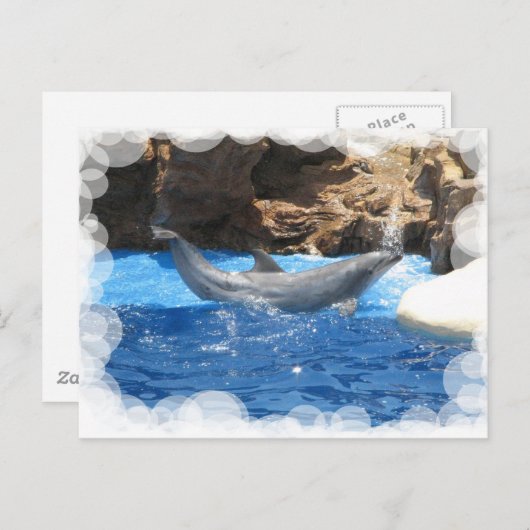 Carte postale Dolphin Tricks (Devant / Derrière)