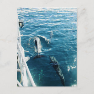 Carte Postale Dolphins Bowride