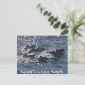 Carte postale Dolphins communs à long bec (Debout devant)