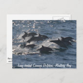 Carte postale Dolphins communs à long bec (Devant / Derrière)