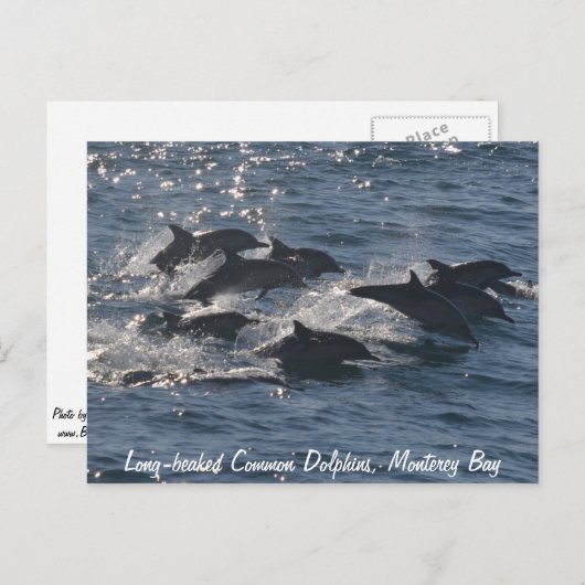 Carte postale Dolphins communs à long bec (Devant / Derrière)