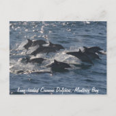 Carte postale Dolphins communs à long bec (Devant)
