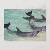 Carte Postale Dolphins, Sea World, Gold Coast, Queensland, (Devant)