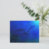 CARTE POSTALE DOLPHINS SOUS L'EAU (Debout devant)