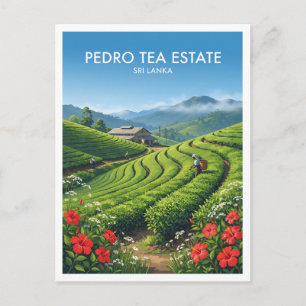 Carte Postale Domaine de thé Pedro Nuwara Eliya Sri Lanka