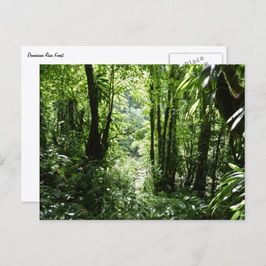 Carte Postale Dominicain Forêt de pluie II Vert tropical (Devant / Derrière)