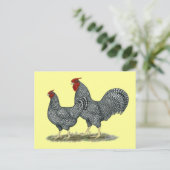Carte Postale Dominique Chickens (Debout devant)