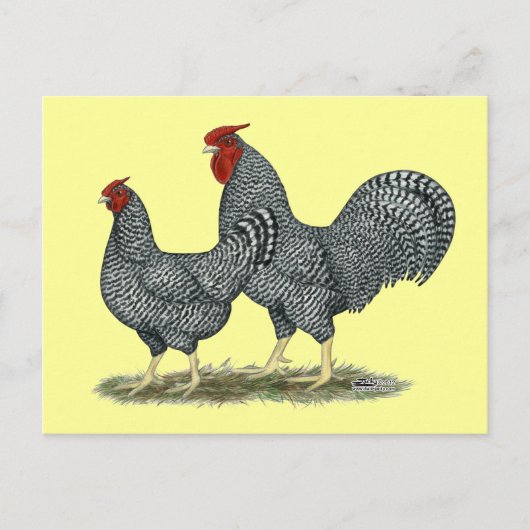 Carte Postale Dominique Chickens (Devant)