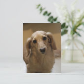 Carte Postale Donc mignon Dachschund Puppy (Debout devant)