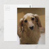 Carte Postale Donc mignon Dachschund Puppy (Devant / Derrière)