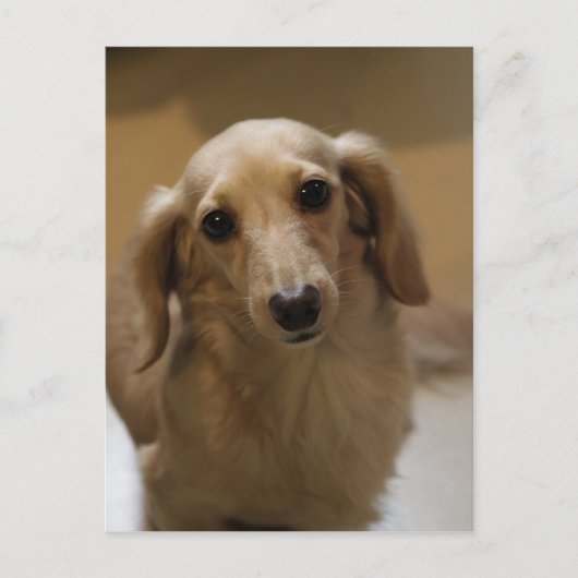 Carte Postale Donc mignon Dachschund Puppy (Devant)