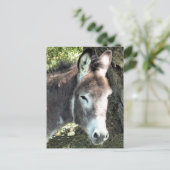 CARTE POSTALE DONKEY (Debout devant)