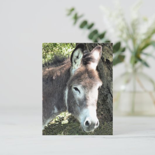 CARTE POSTALE DONKEY (Debout devant)