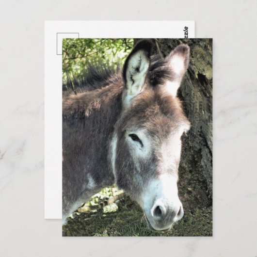 CARTE POSTALE DONKEY (Devant / Derrière)