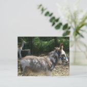 Carte postale Donkey (Debout devant)