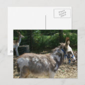 Carte postale Donkey (Devant / Derrière)