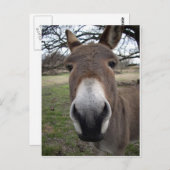 CARTE POSTALE DONKEY (Devant / Derrière)