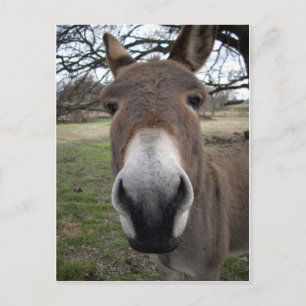 CARTE POSTALE DONKEY