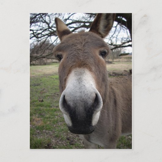 CARTE POSTALE DONKEY (Devant)