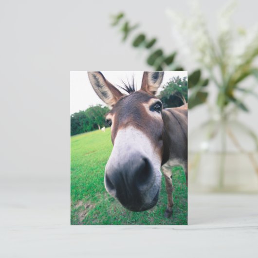 Carte Postale Donkey (Debout devant)
