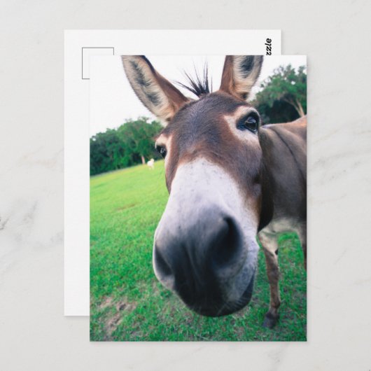 Carte Postale Donkey (Devant / Derrière)