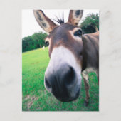Carte Postale Donkey (Devant)