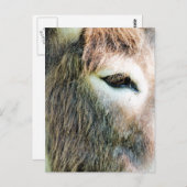 CARTE POSTALE DONKEY (Devant / Derrière)